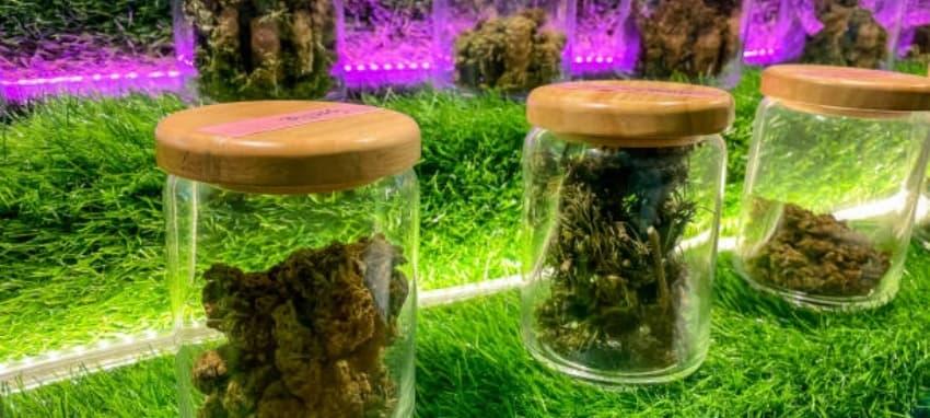 IBVape y IBVape en prueba - guía completa de glo cigarrillo electronico opiniones y experiencias reales